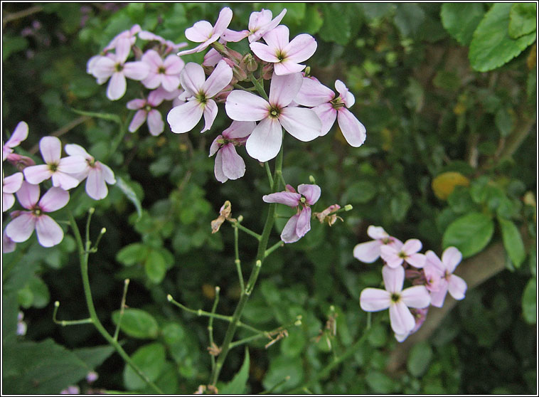 Dame's-violet, Hesperis matronalis, Feascarlus