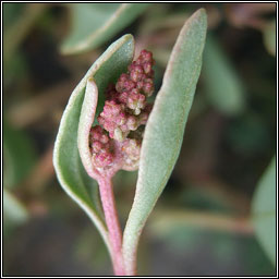 Sea-purslane, Atriplex portulacoides, Lus an Ghaill