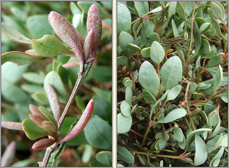 Sea Purslane, Atriplex portulacoides, Lus an Ghaill