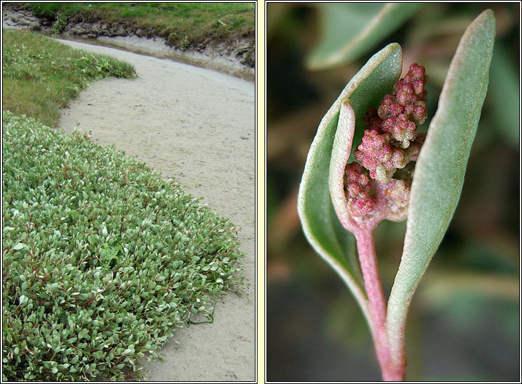 Sea Purslane, Atriplex portulacoides, Lus an Ghaill