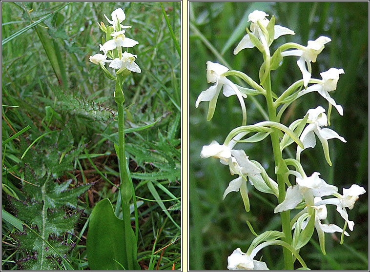 Greater Butterfly-orchid, Platanthera chlorantha, Magairln mr anfhileacin