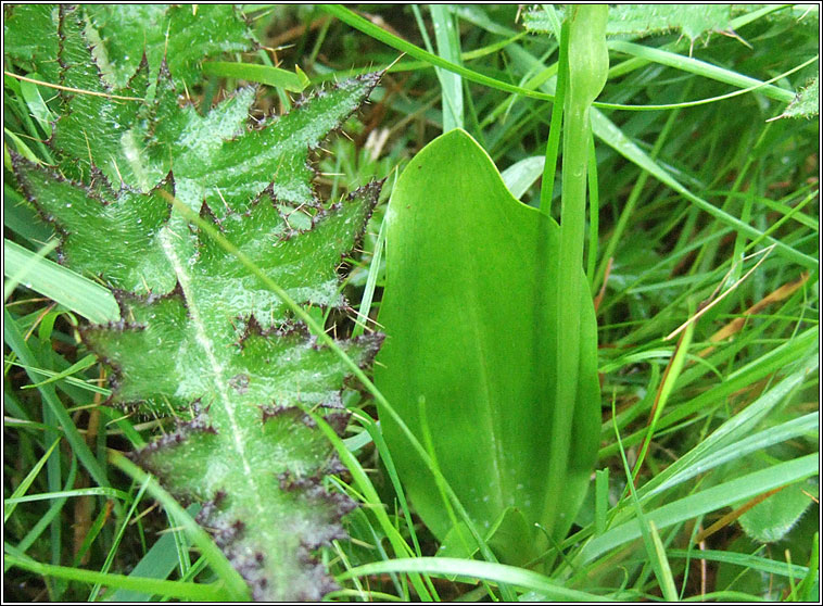 Greater Butterfly-orchid, Platanthera chlorantha, Magairln mr anfhileacin