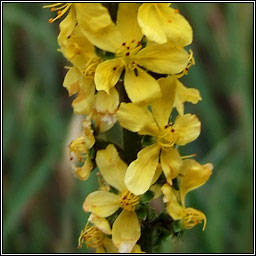 Agrimony, Agrimonia eupatoria, Marbhdhraighean