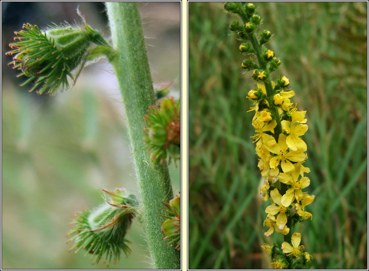 Agrimony, Agrimonia eupatoria, Marbhdhraighean