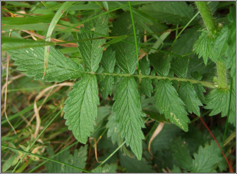 Agrimony, Agrimonia eupatoria, Marbhdhraighean