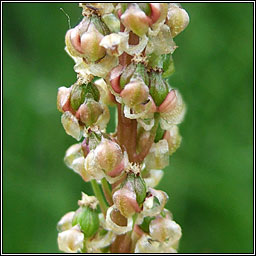 Sea Arrowgrass, Triglochin maritima, Barr an mhilltigh mara