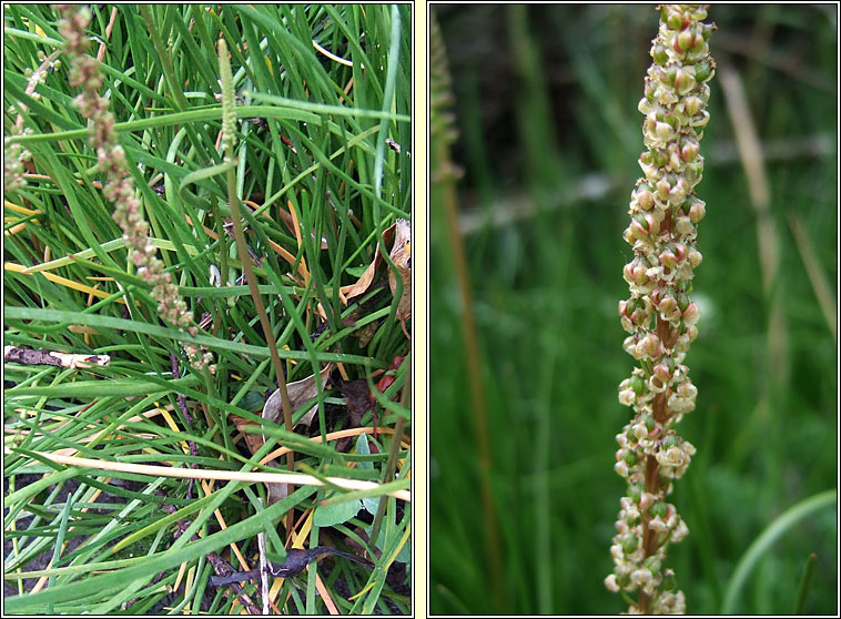 Sea Arrowgrass, Triglochin maritima, Barr an mhilltigh mara