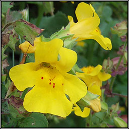 Monkey-flower, Erythranthe guttata, Bu an bhogaigh