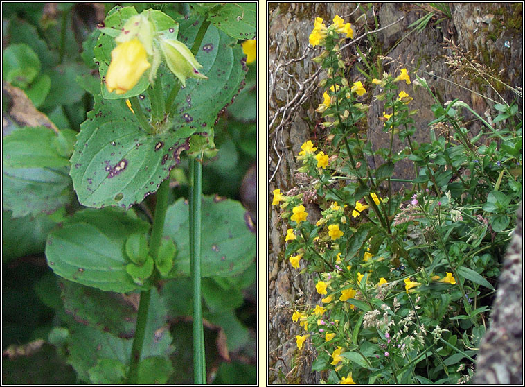 Monkey-flower, Mimulus guttatus, Bu an bhogaigh