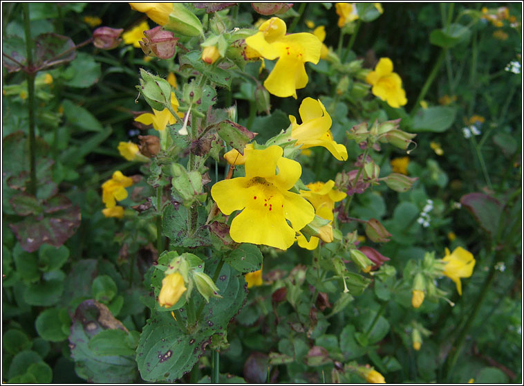 Monkey-flower, Mimulus guttatus, Bu an bhogaigh