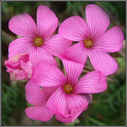 Pink-sorrel, Oxalis articulata, Seamsg ghlineach