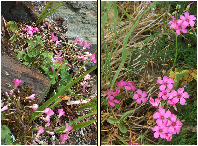 Pink-sorrel, Oxalis articulata, Seamsg ghlineach