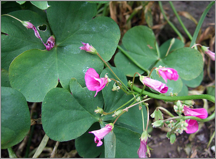 Pink-sorrel, Oxalis articulata, Seamsg ghlineach