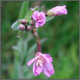 Hoary Willowherb, Epilobium parviflorum, Saileachn liath