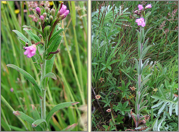 Hoary Willowherb, Epilobium parviflorum, Saileachn liath