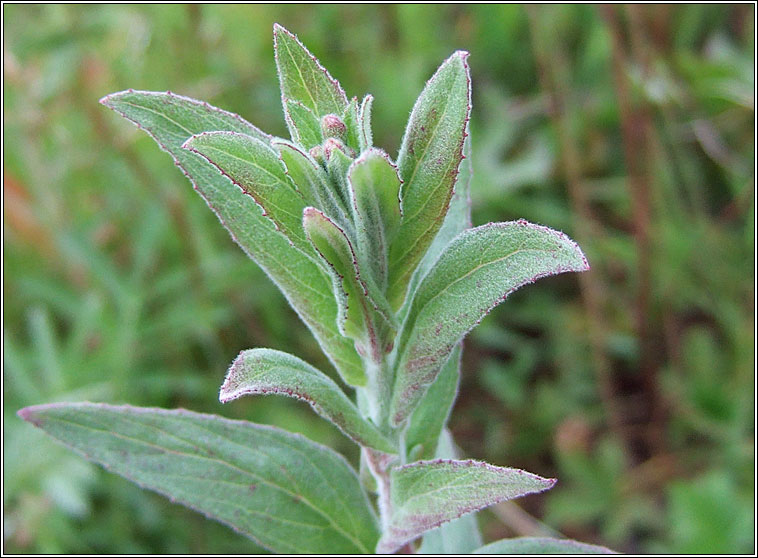 Hoary Willowherb, Epilobium parviflorum, Saileachn liath