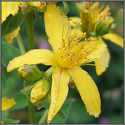 Imperforate St John's-wort, Hypericum maculatum, Beathnua gan sml