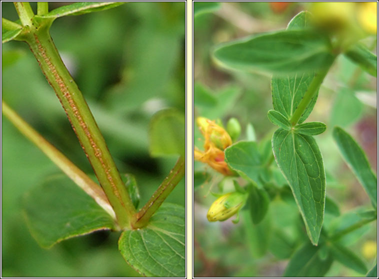 Imperforate St John's-wort, Hypericum maculatum, Beathnua gan sml