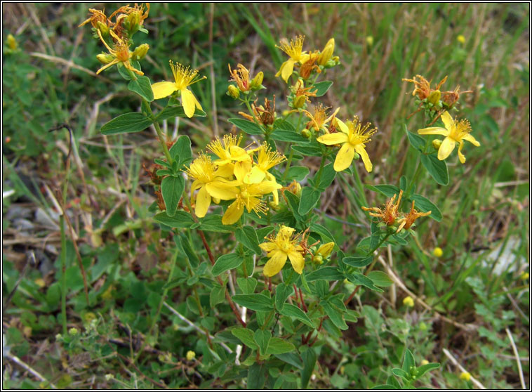 Imperforate St John's-wort, Hypericum maculatum, Beathnua gan sml