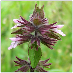 Field Woundwort, Stachys arvensis, Cuisln gan duaire