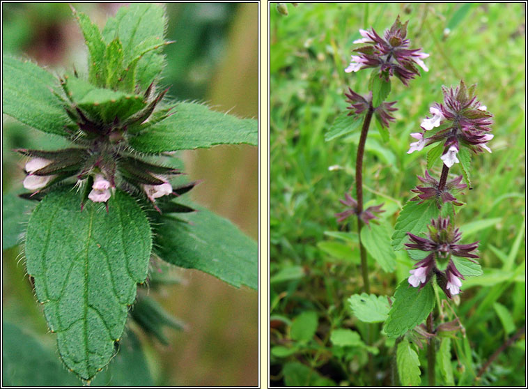 Field Woundwort, Stachys arvensis, Cuisln gan duaire