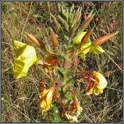 Large-flowered Evening-primrose, Oenothera glazioviana, Coinneal oche mhr
