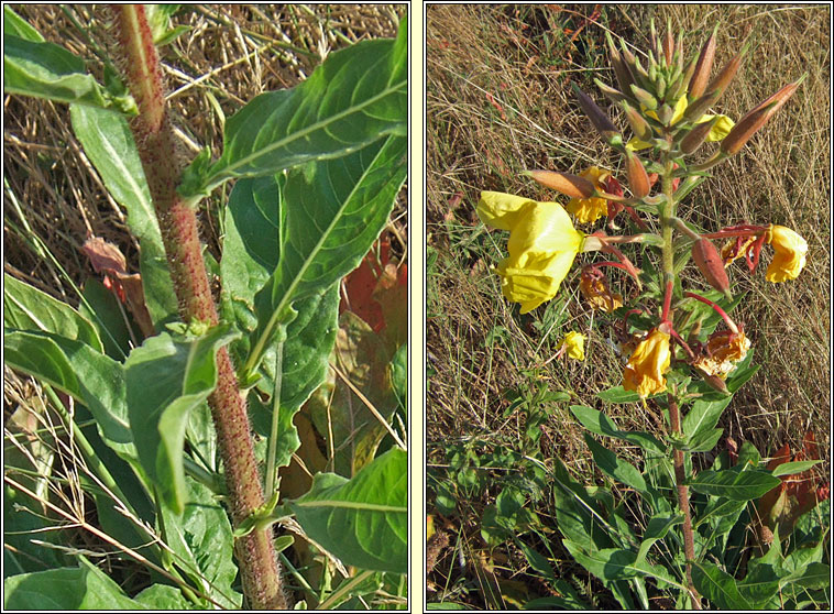 Large-flowered Evening-primrose, Oenothera glazioviana, Coinneal oche mhr