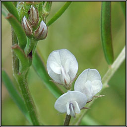 Hairy Tare, Ervilia hirsuta, Peasair arbhair