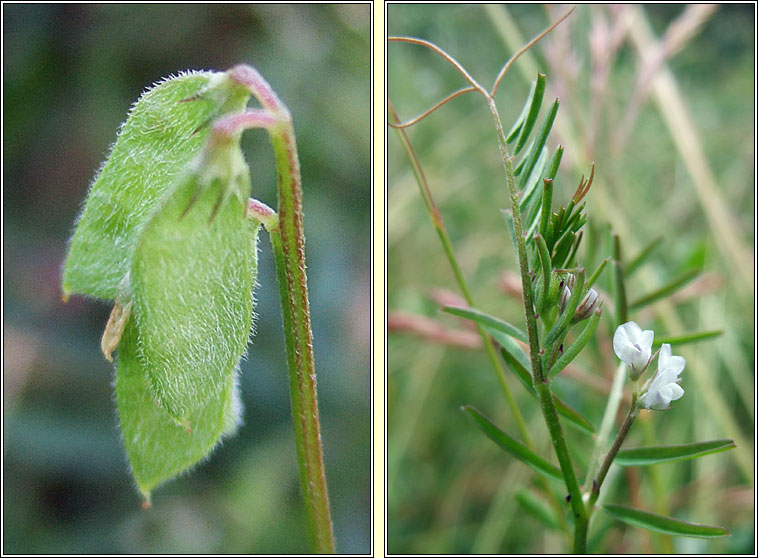 Hairy Tare, Vicia hirsuta, Peasair arbhair