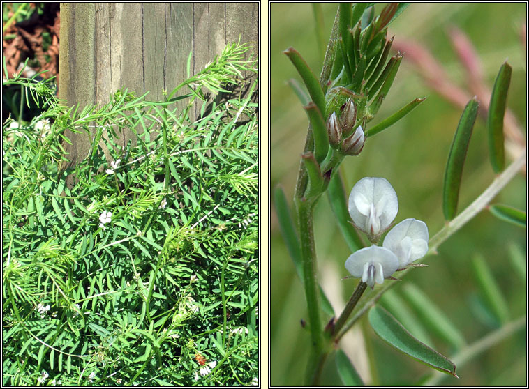 Hairy Tare, Vicia hirsuta, Peasair arbhair