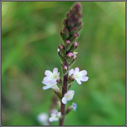 Vervain, Verbena officinalis, Beirbhine