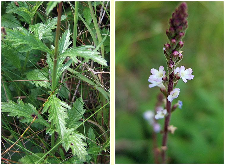 Vervain, Verbena officinalis, Beirbhine