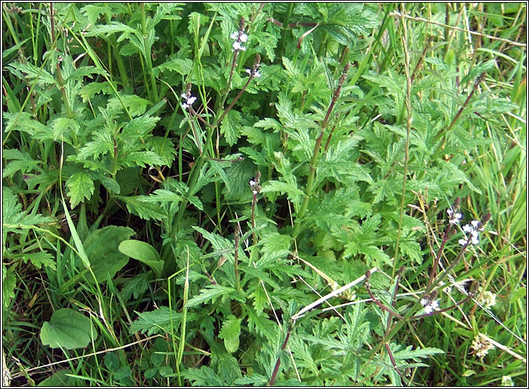 Vervain, Verbena officinalis, Beirbhine