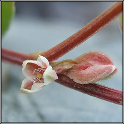 Black Bindweed, Fallopia convolvulus, Glineach dhubh