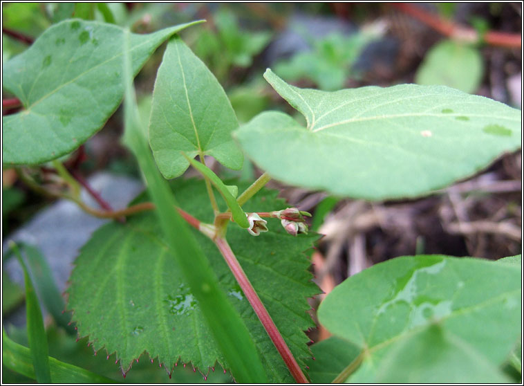 Black Bindweed, Fallopia convolvulus, Glúineach dhubh