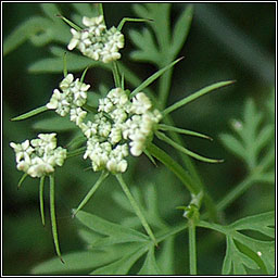 Fool's Parsley, Aethusa cynapium, Peirsil amaide