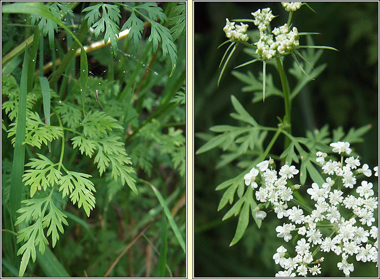 Fool's Parsley, Aethusa cynapium, Peirsil amaide