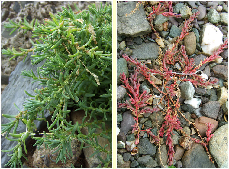 Annual Seablite, Suaeda maritima, Blide mhara