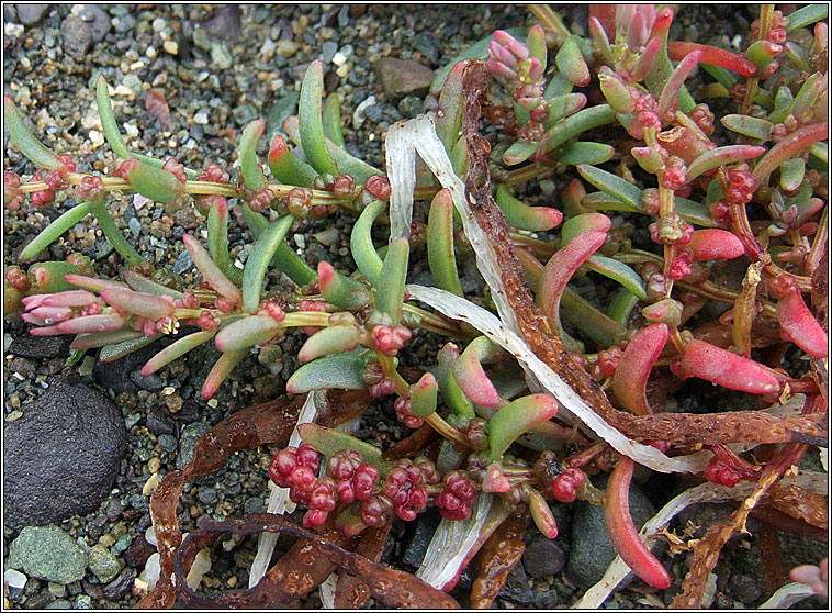 Annual Seablite, Suaeda maritima, Blide mhara