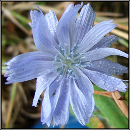 Chicory, Cichorium intybus, Siocaire