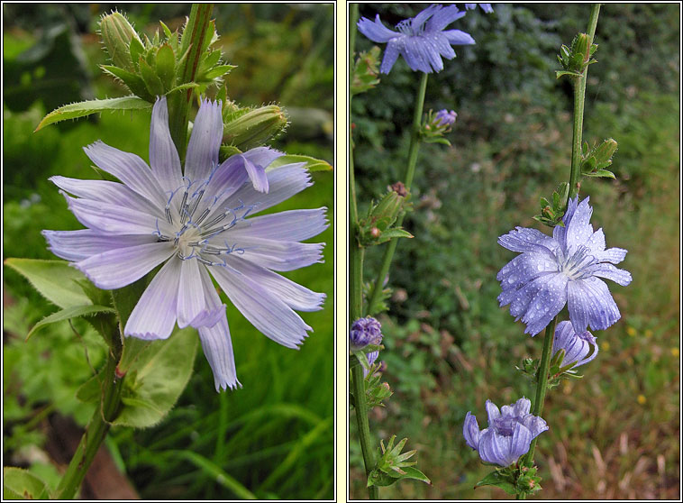 Chicory, Cichorium intybus, Siocaire