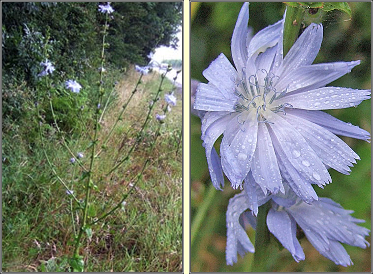 Chicory, Cichorium intybus, Siocaire