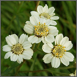 Sneezewort, Achillea ptarmica, Lus corrin