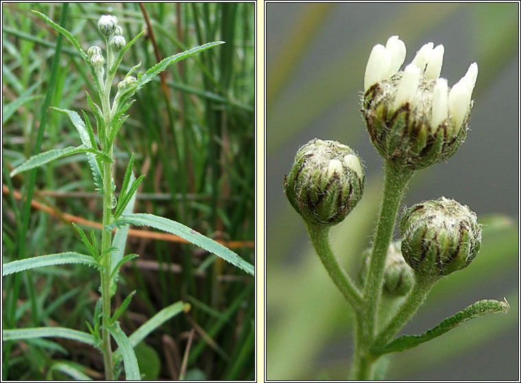 Sneezewort, Achillea ptarmica, Lus corrin