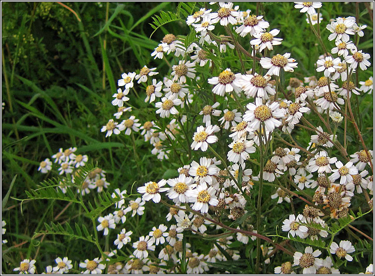 Sneezewort, Achillea ptarmica, Lus corrin