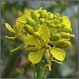 Black Mustard, Brassica nigra, Praiseach dhubh