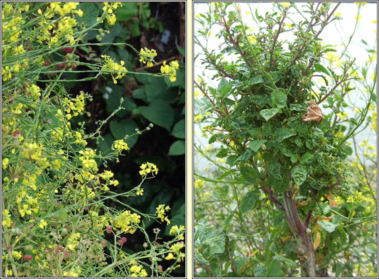 Black Mustard, Brassica nigra, Praiseach dhubh