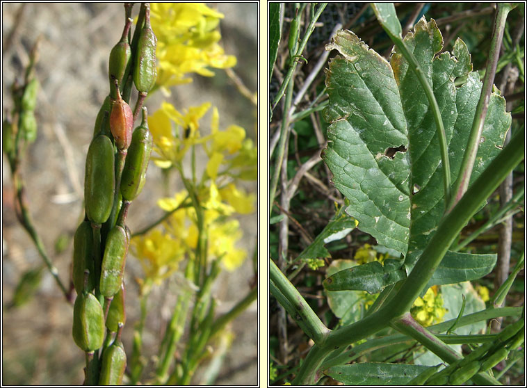 Black Mustard, Brassica nigra, Praiseach dhubh