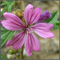 Common Mallow, Malva sylvestris, Lus na meall Muire