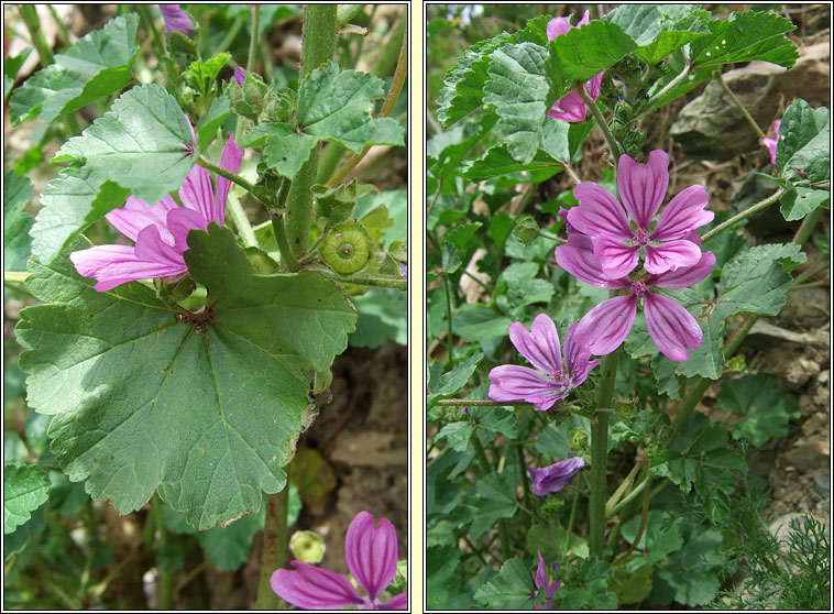 Common Mallow, Malva sylvestris, Lus na meall Muire